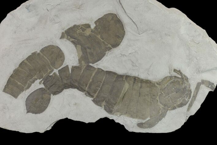 Plate of Eurypterids (Pterygotus) From New York - Rare Species #131495